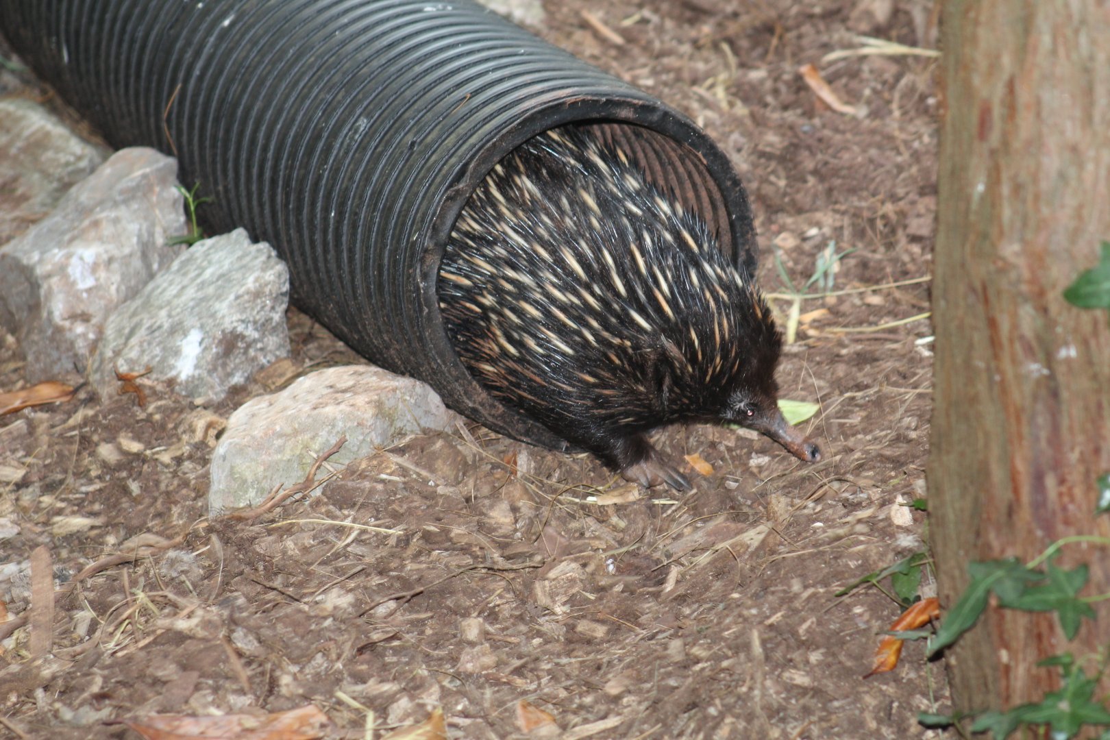 Short-Beaked Echidna