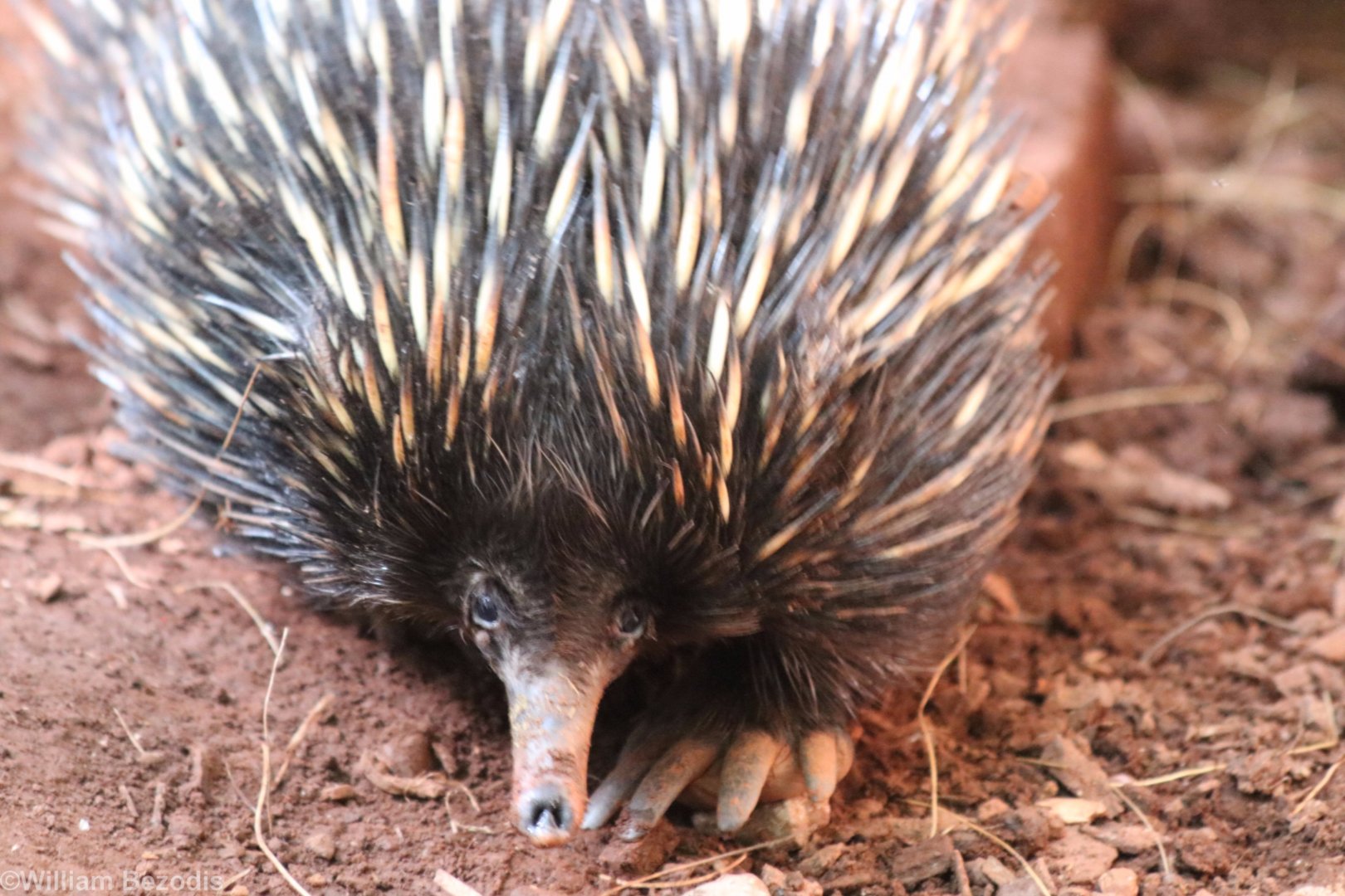Short-beaked Echidna