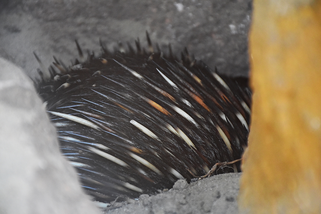 Short-beaked echidna