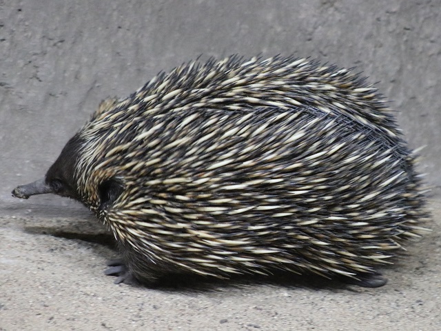 Short-beaked Echidna