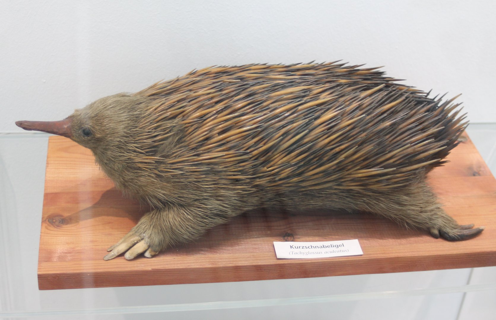 Short-beaked echidna