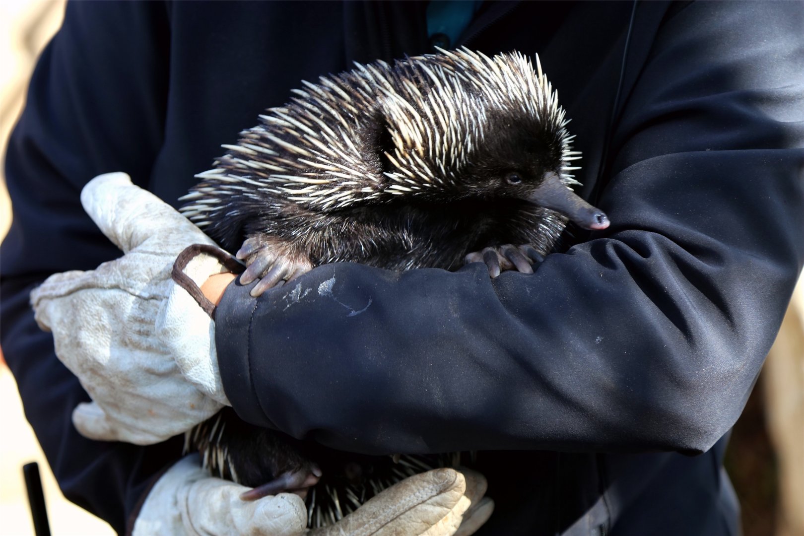Short-beaked echidna
