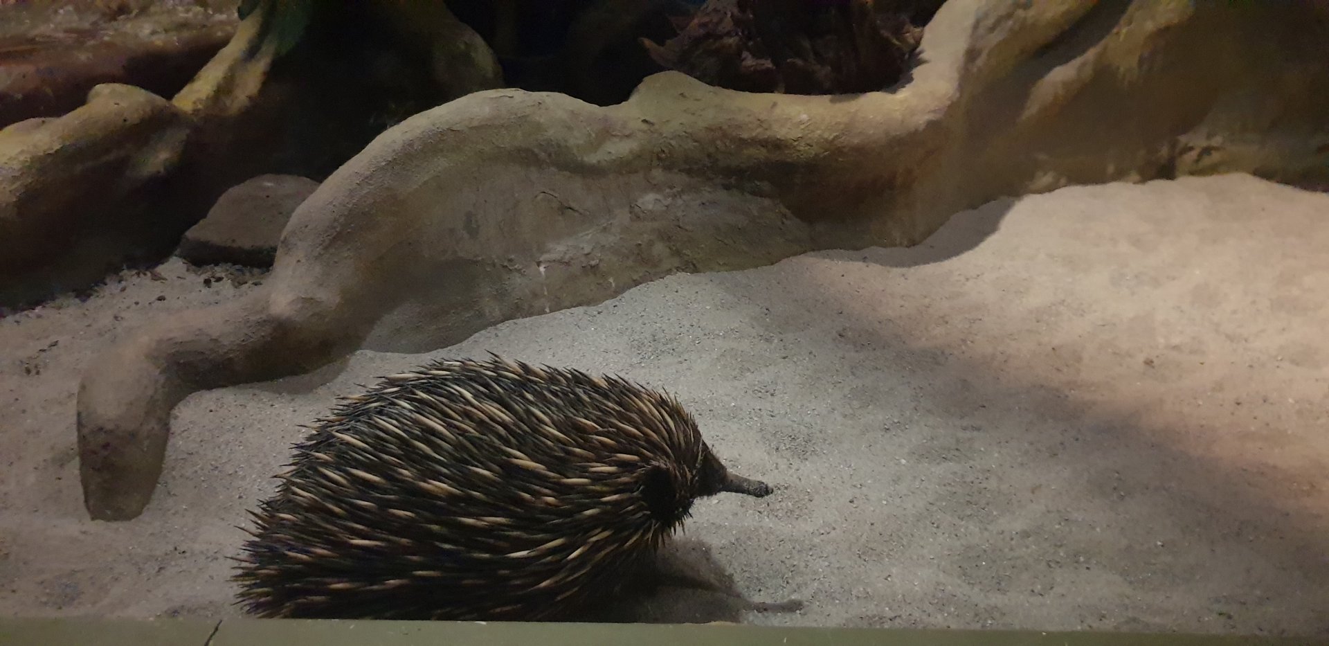 Short-beaked Echidna