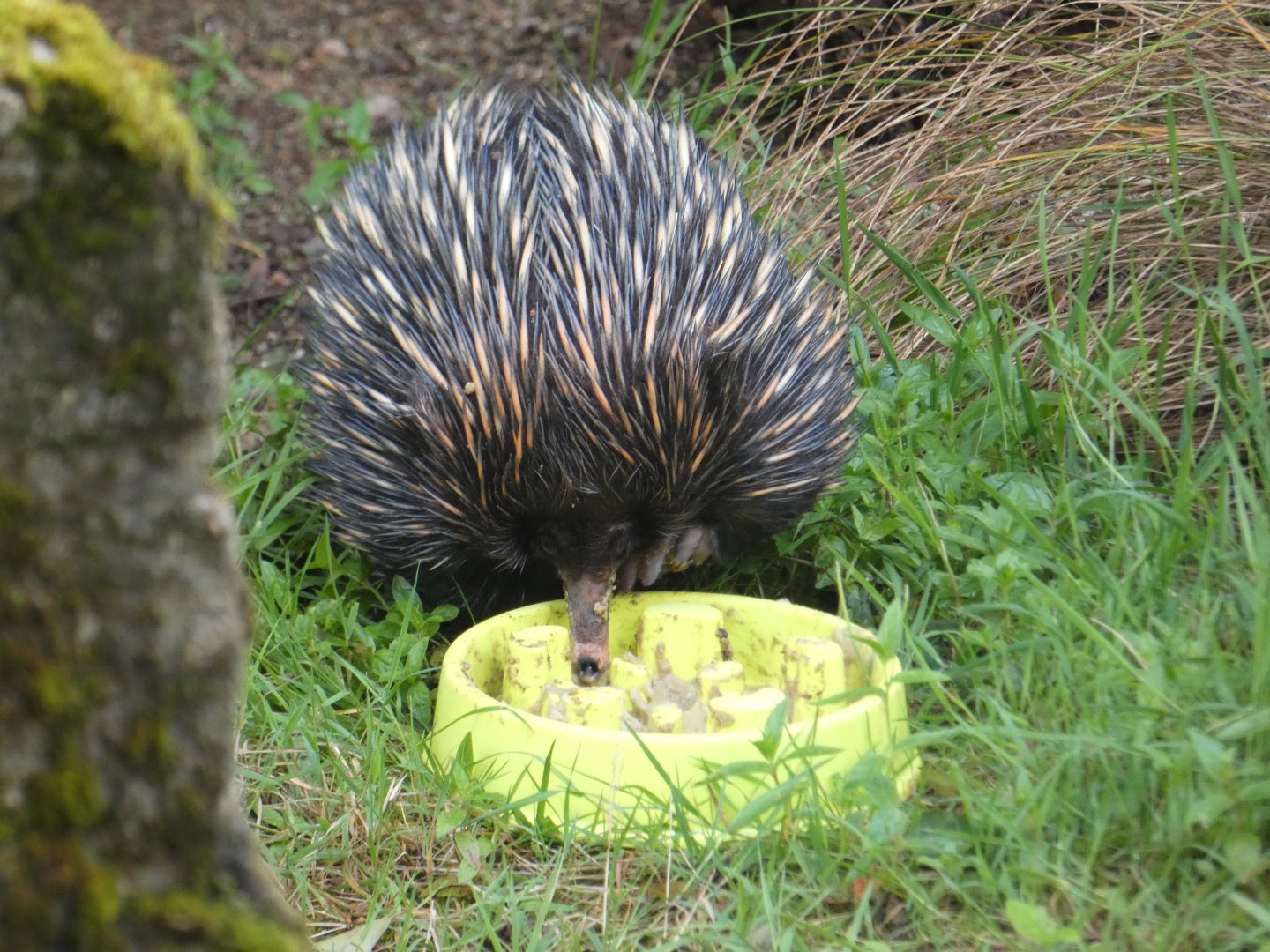 Short-beaked Echidna