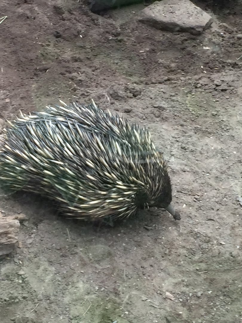 Short Beaked Echidna
