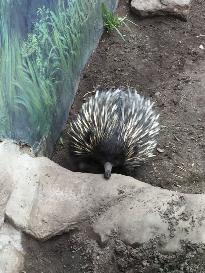 Short Beaked Echidna