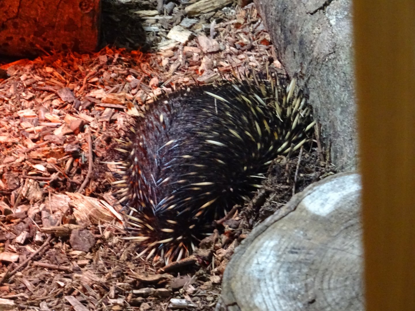 Short-Beaked Echidna
