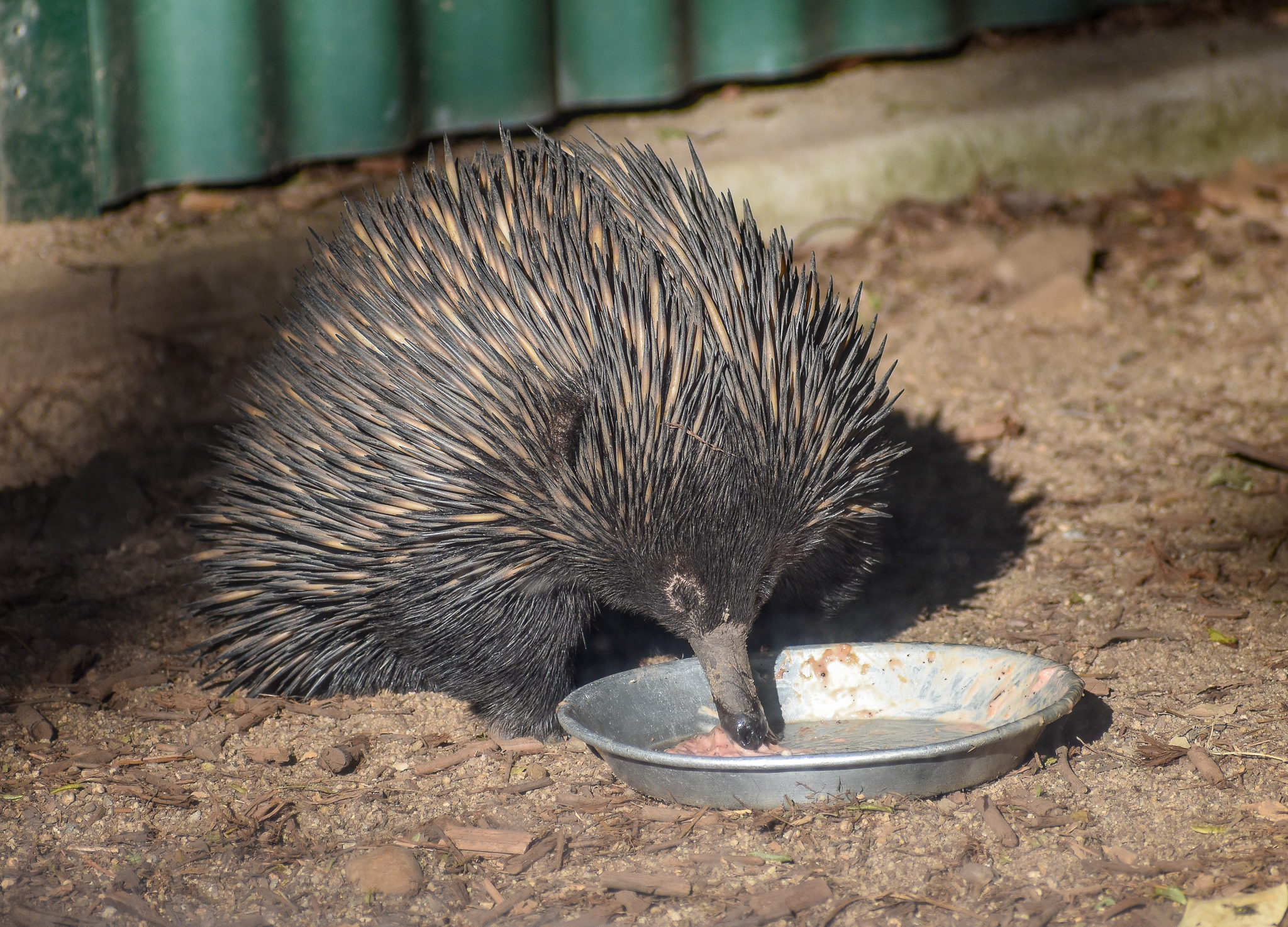 Short-beaked Echidna
