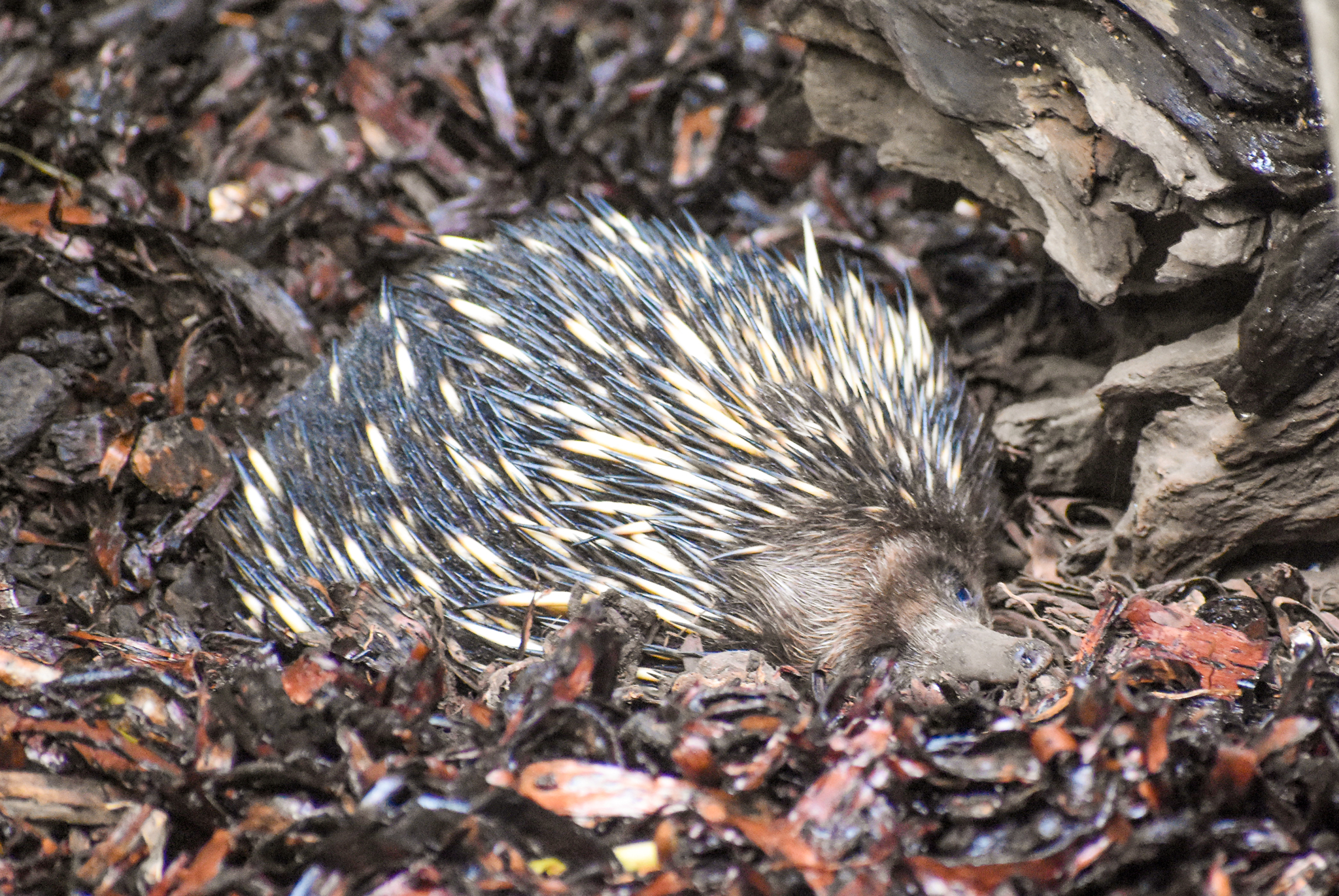 Short-beaked Echidna