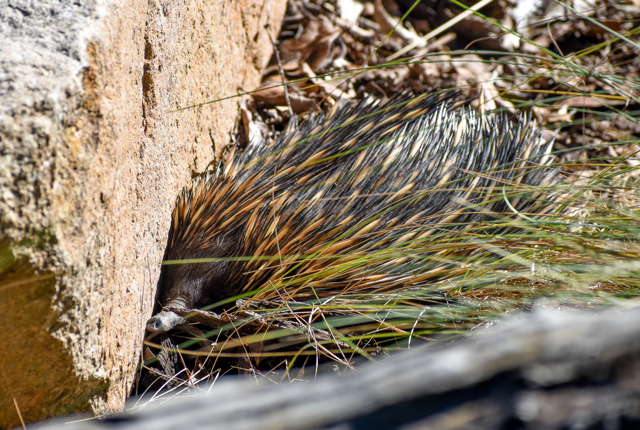 Short-beaked Echidna