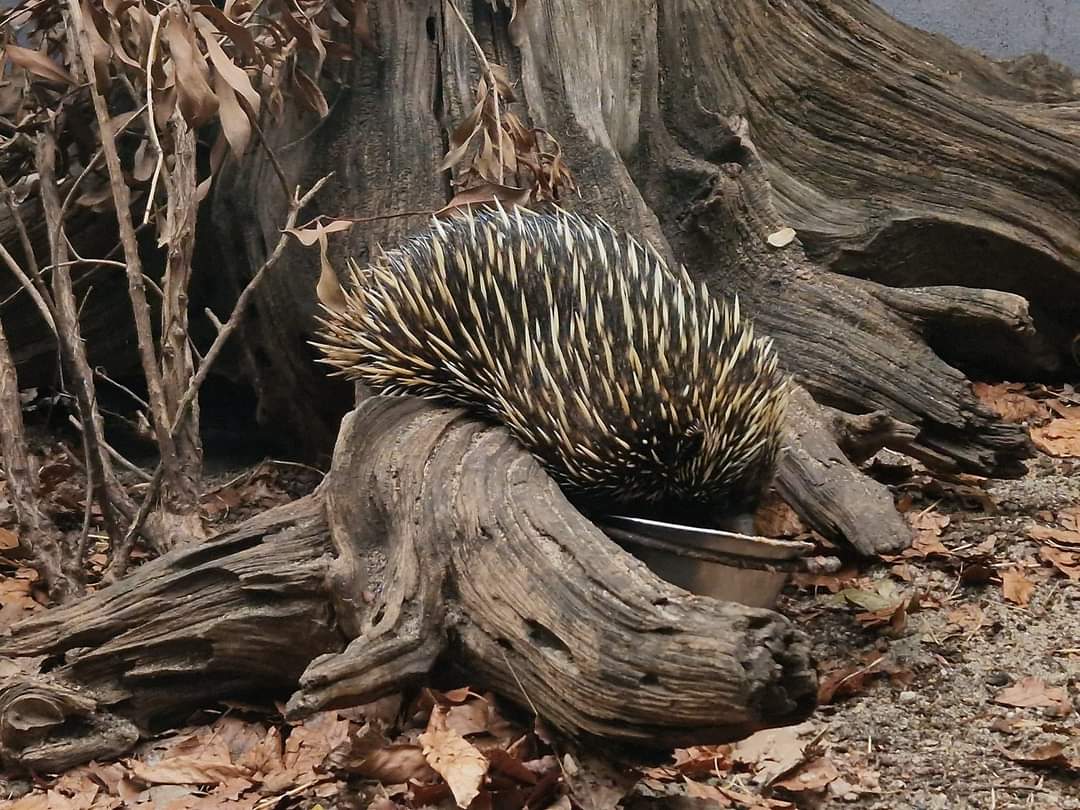 Short-beaked Echidna