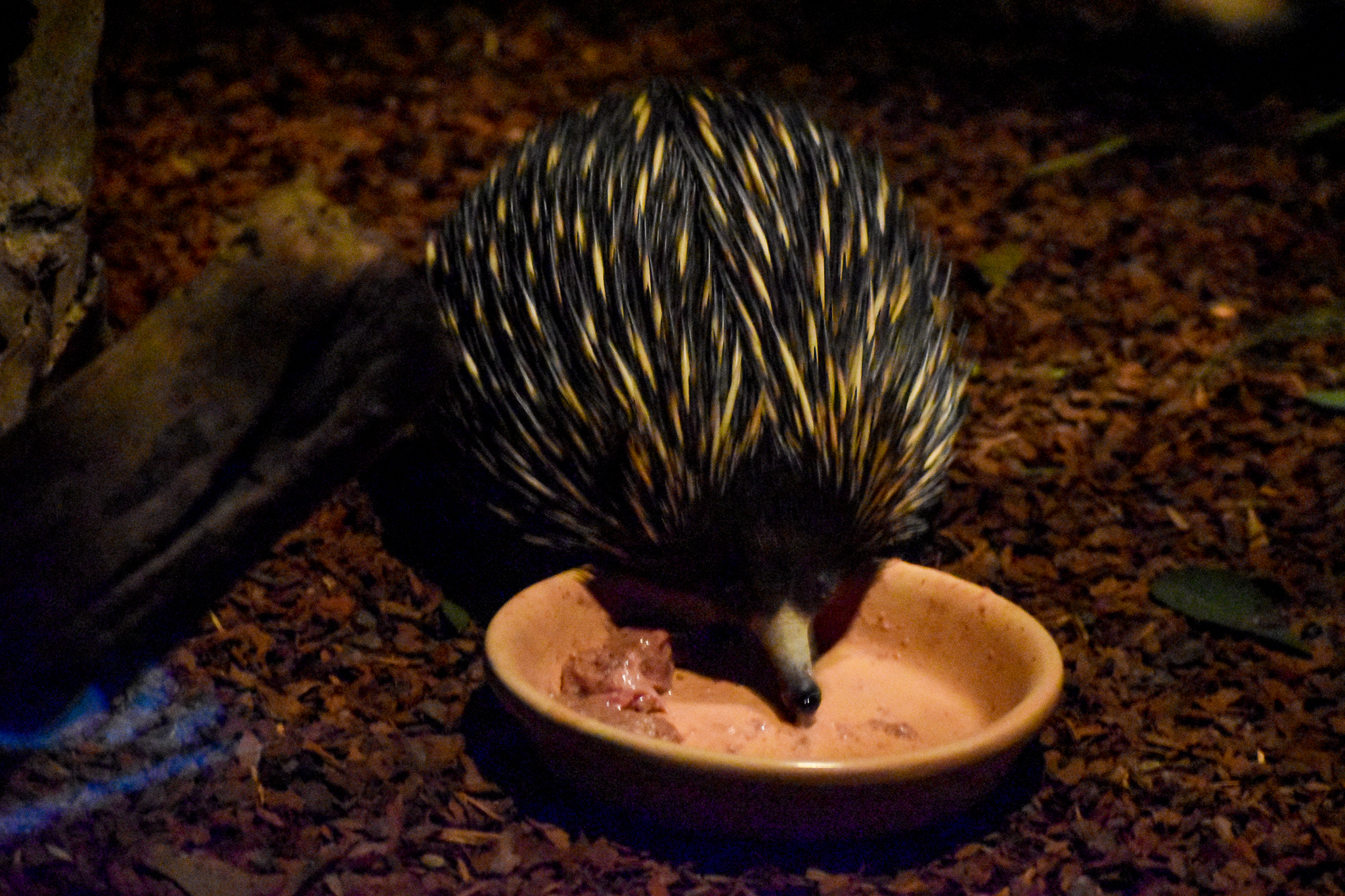 Short-beaked Echidna