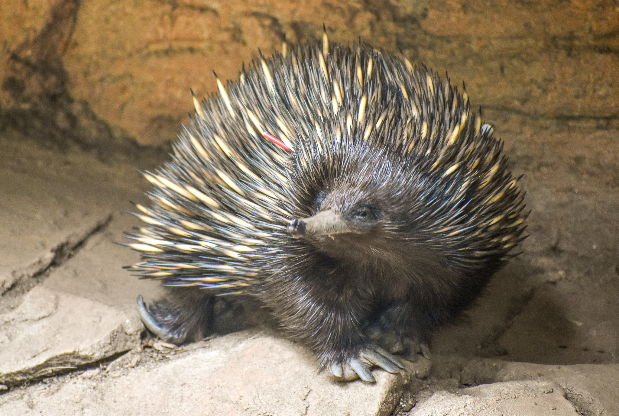 Short-beaked Echidna