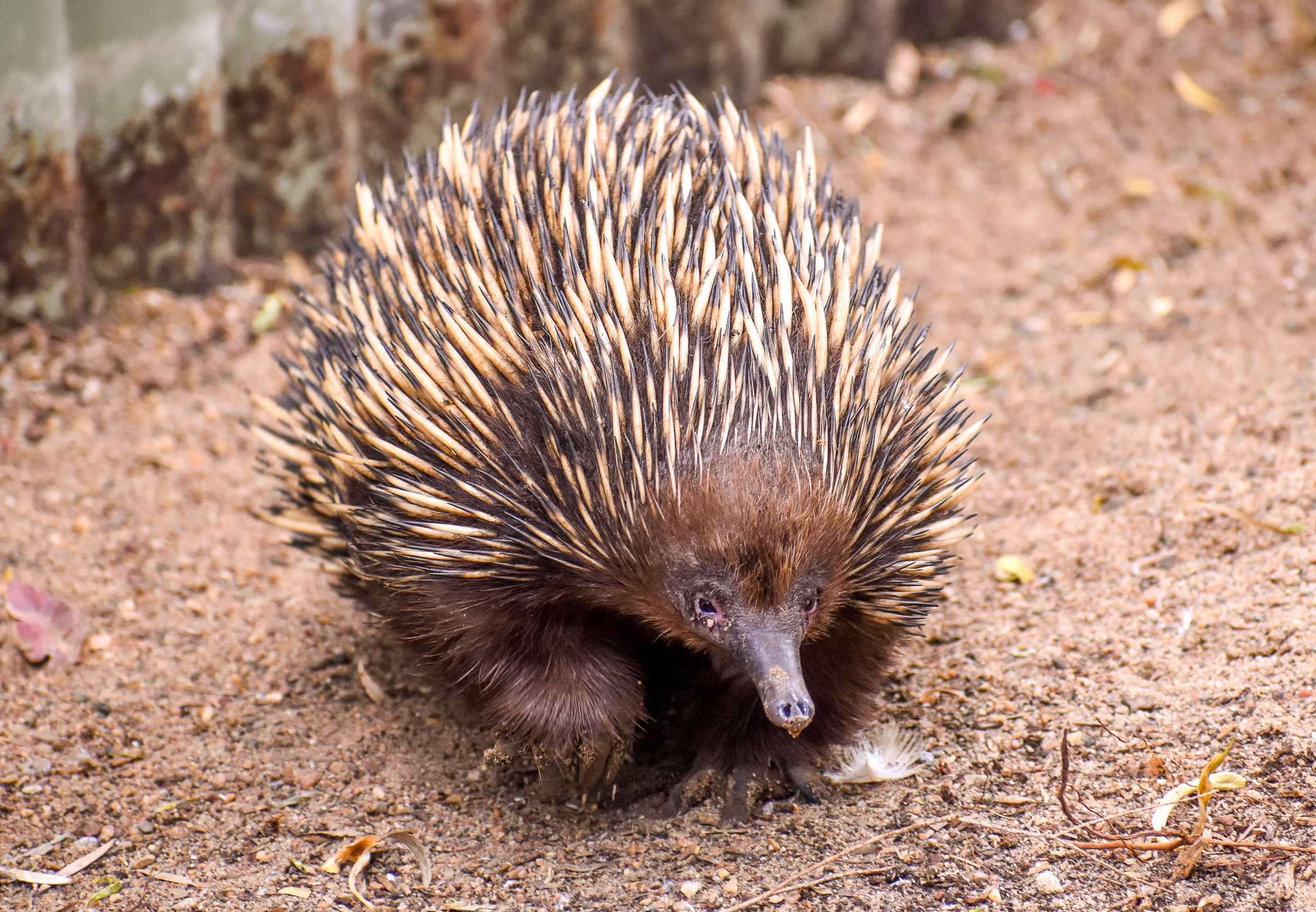 Short-beaked Echidna