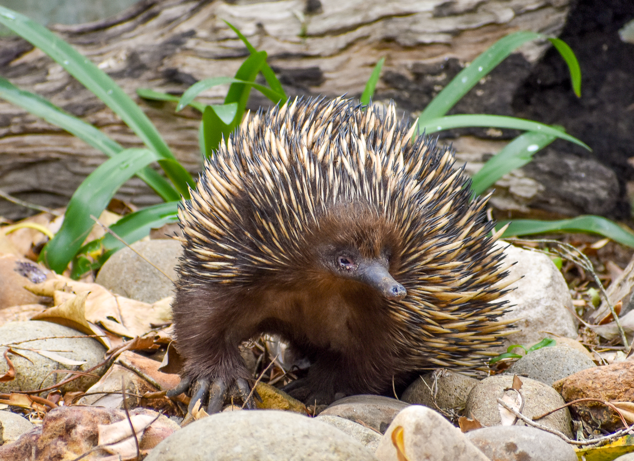 Short-beaked Echidna