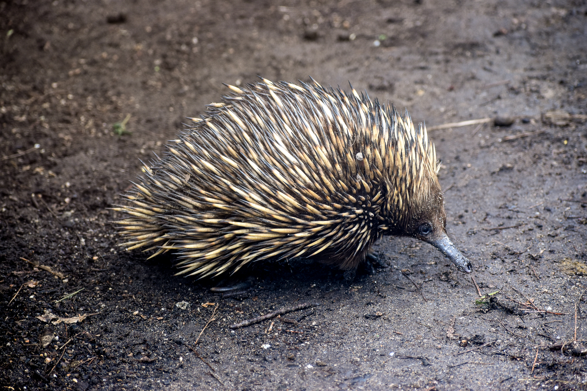Short-beaked Echidna