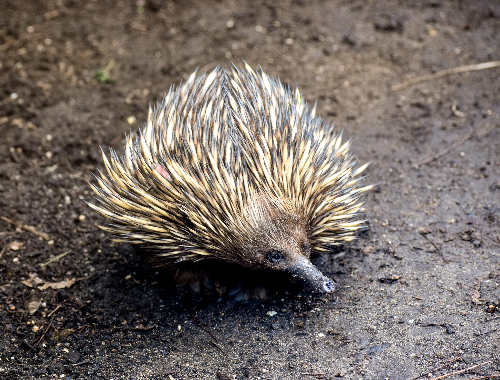 Short-beaked Echidna