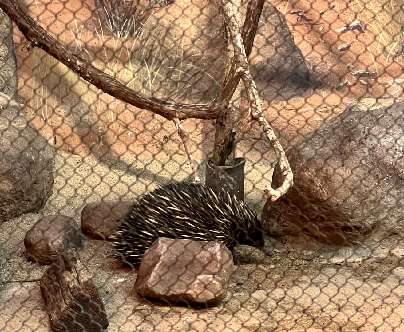 Short-beaked Echidna