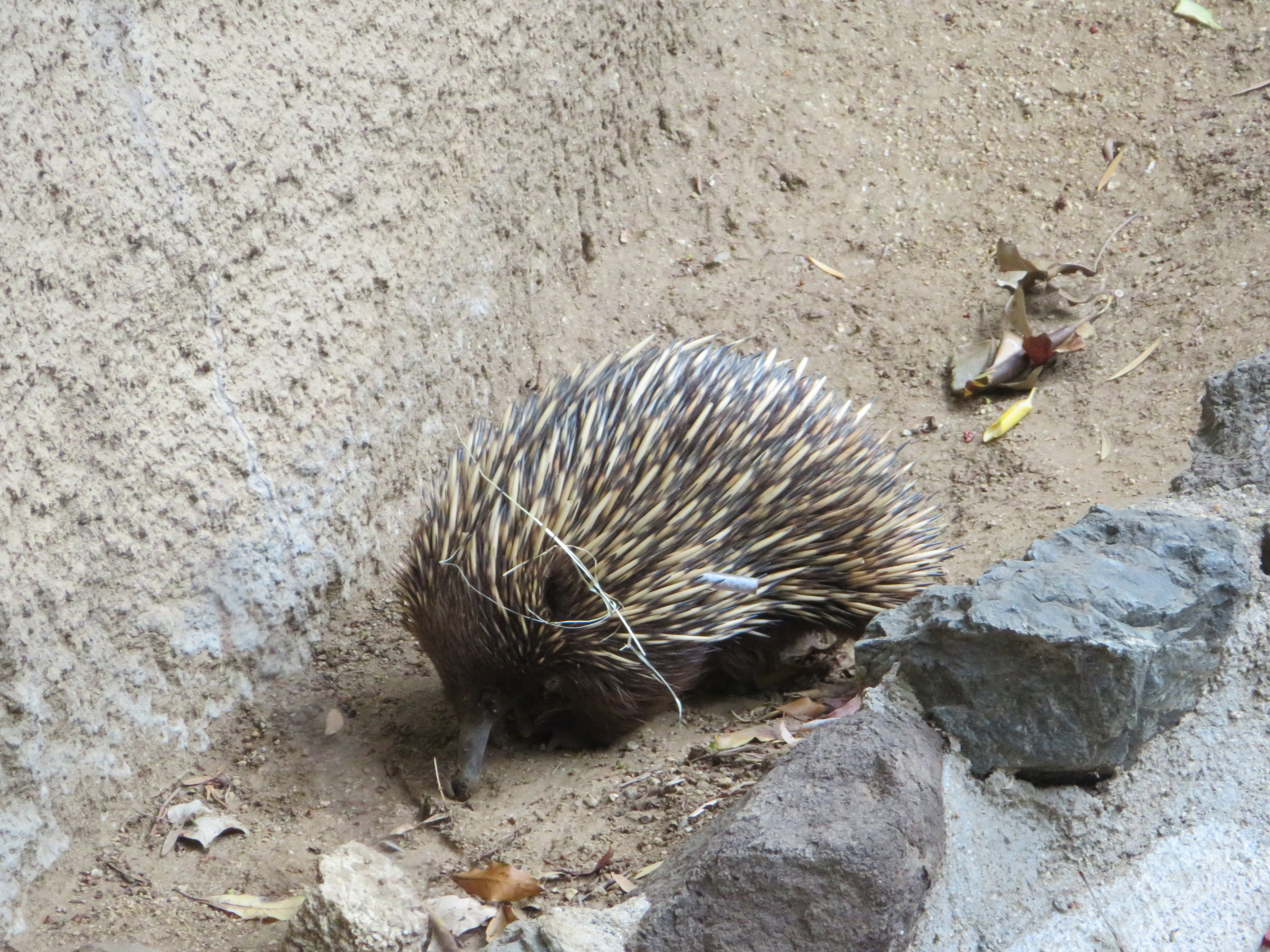 Short-beaked Echidna