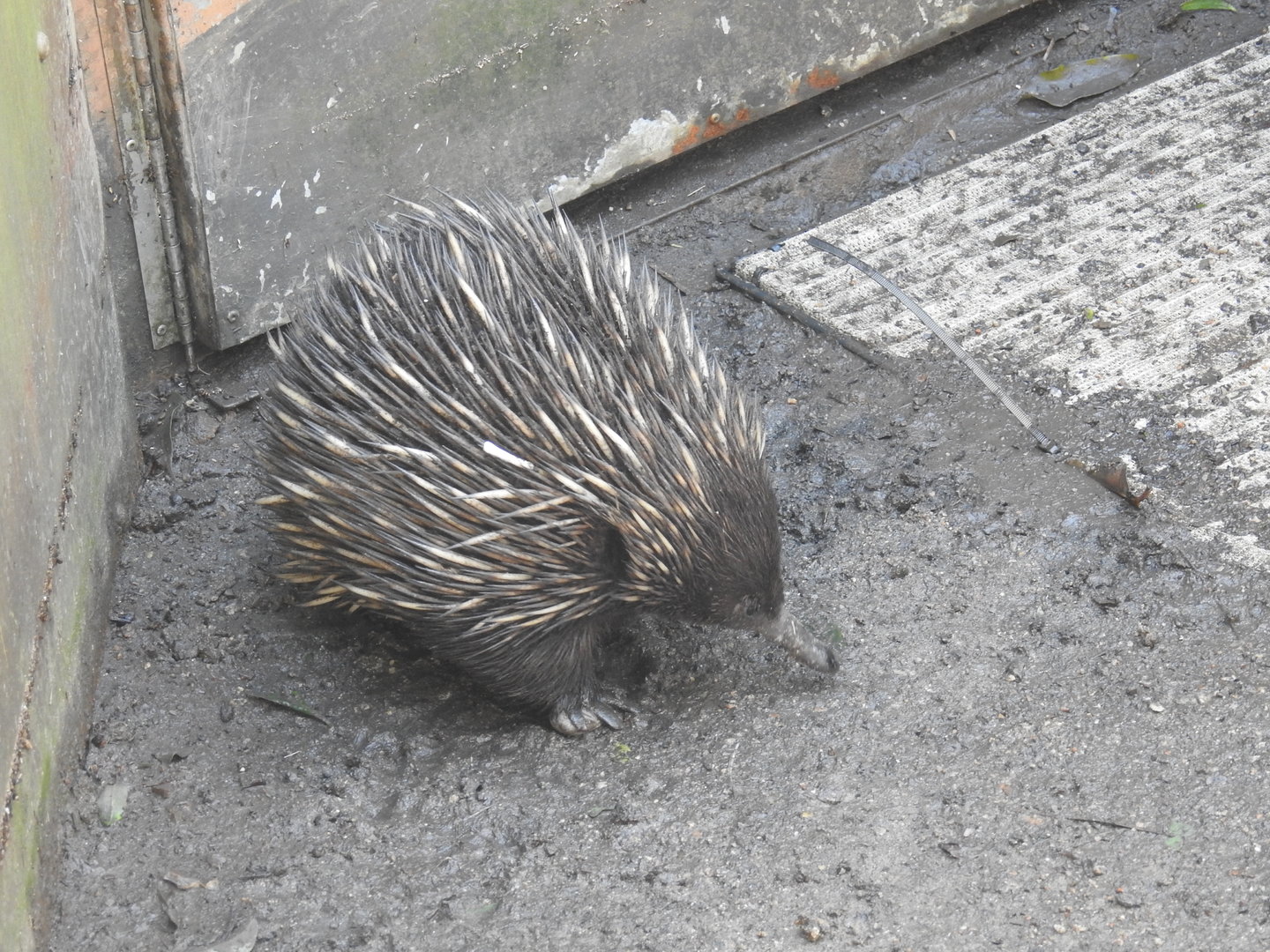 Short-Beaked Echidna