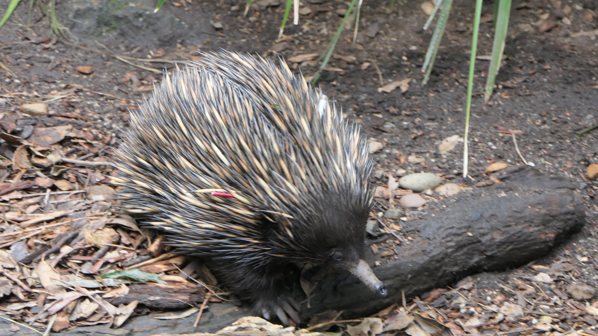 Short-beaked Echidna