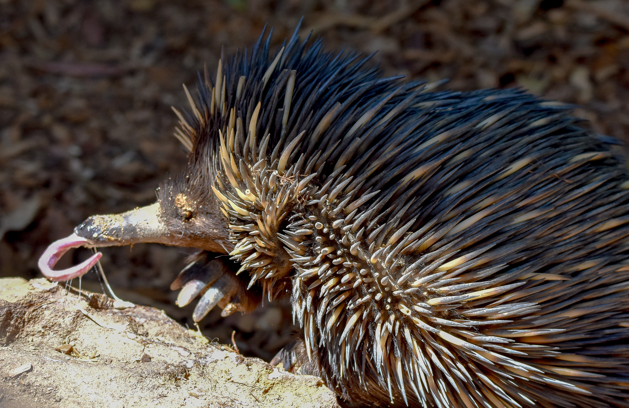 Short-beaked Echidna