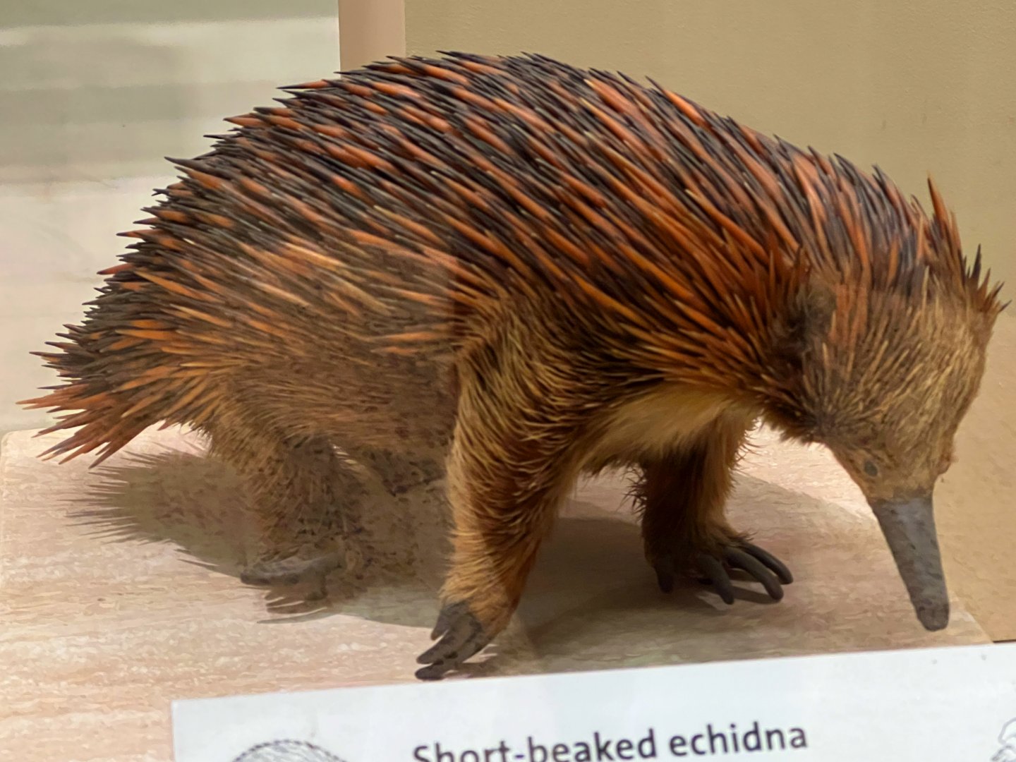 Short Beaked Echidna