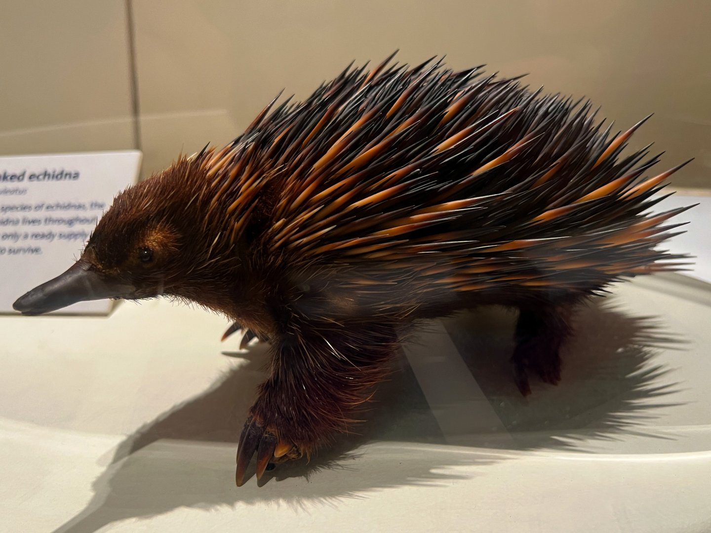 Short Beaked Echidna