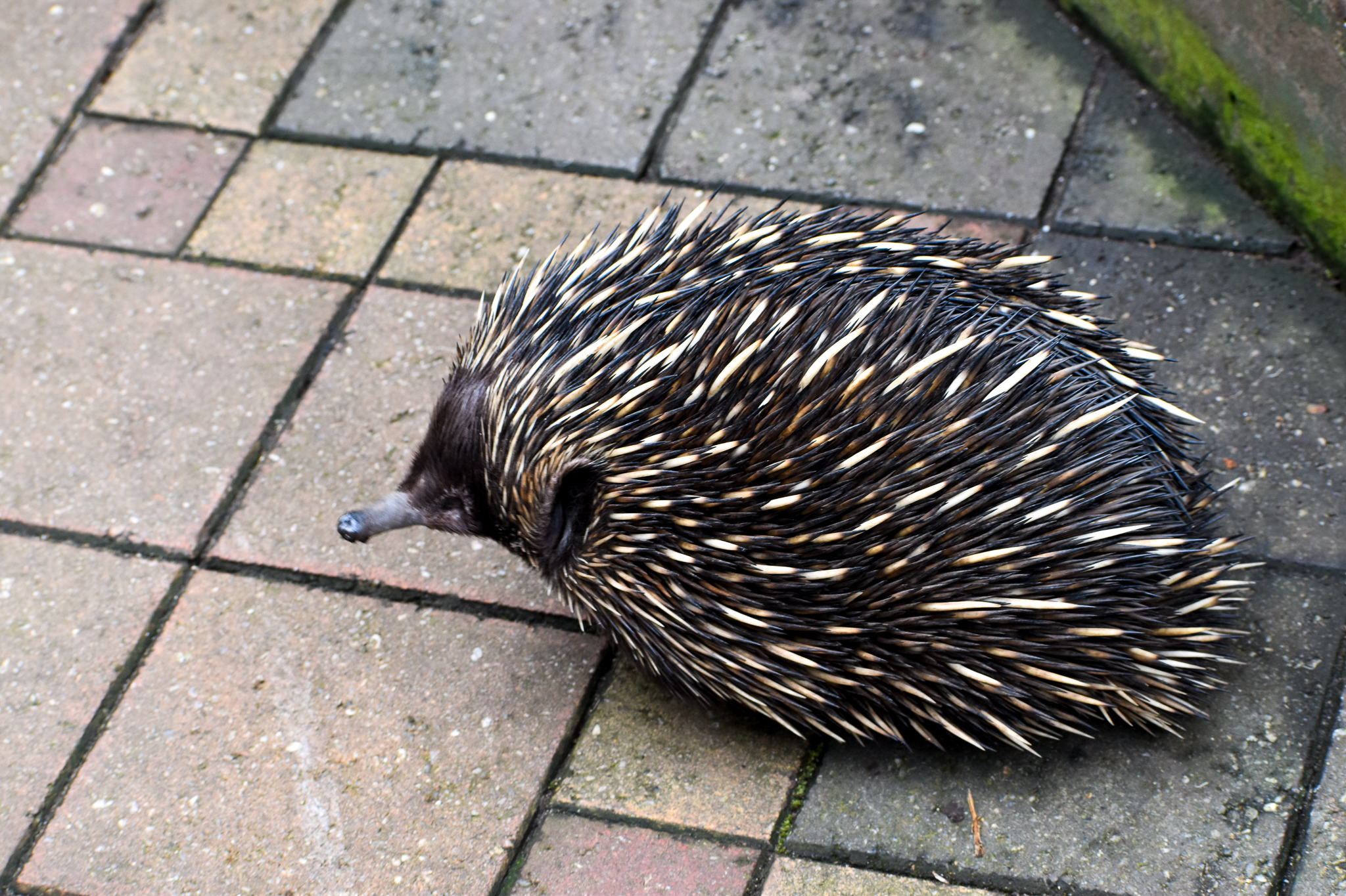 Short-beaked Echidna