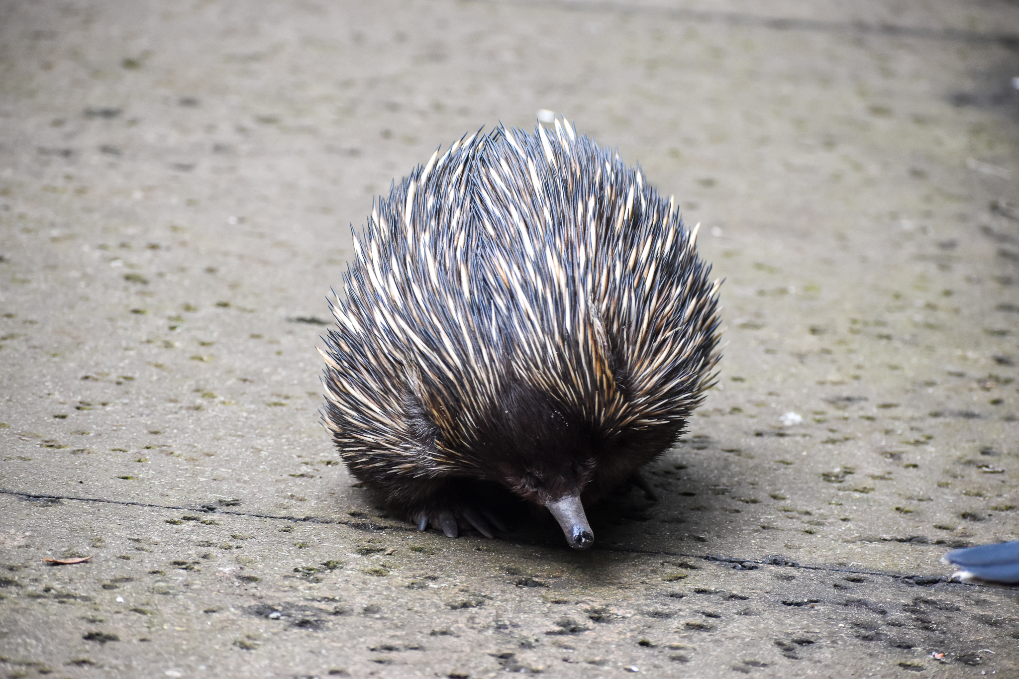 Short-beaked Echidna