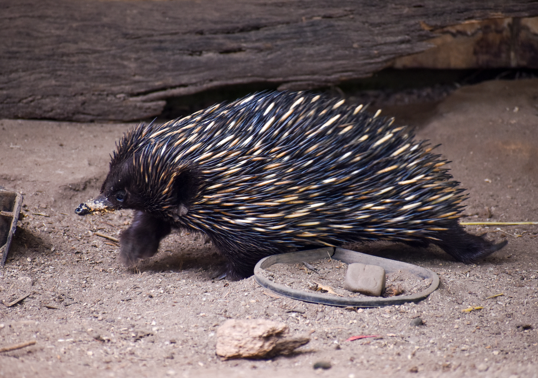 Short-beaked Echidna