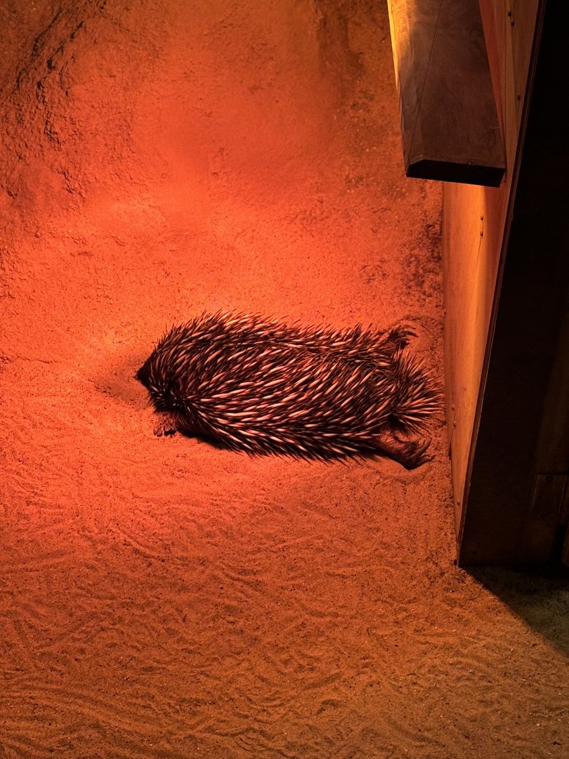 Short Beaked Echidna