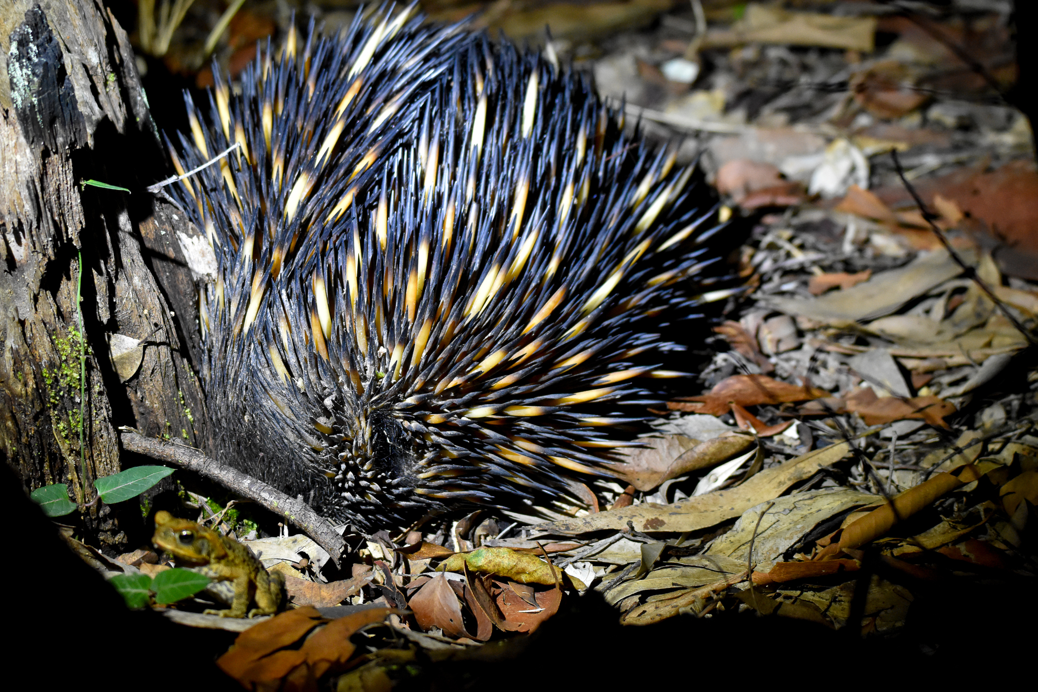 Short-beaked Echidna