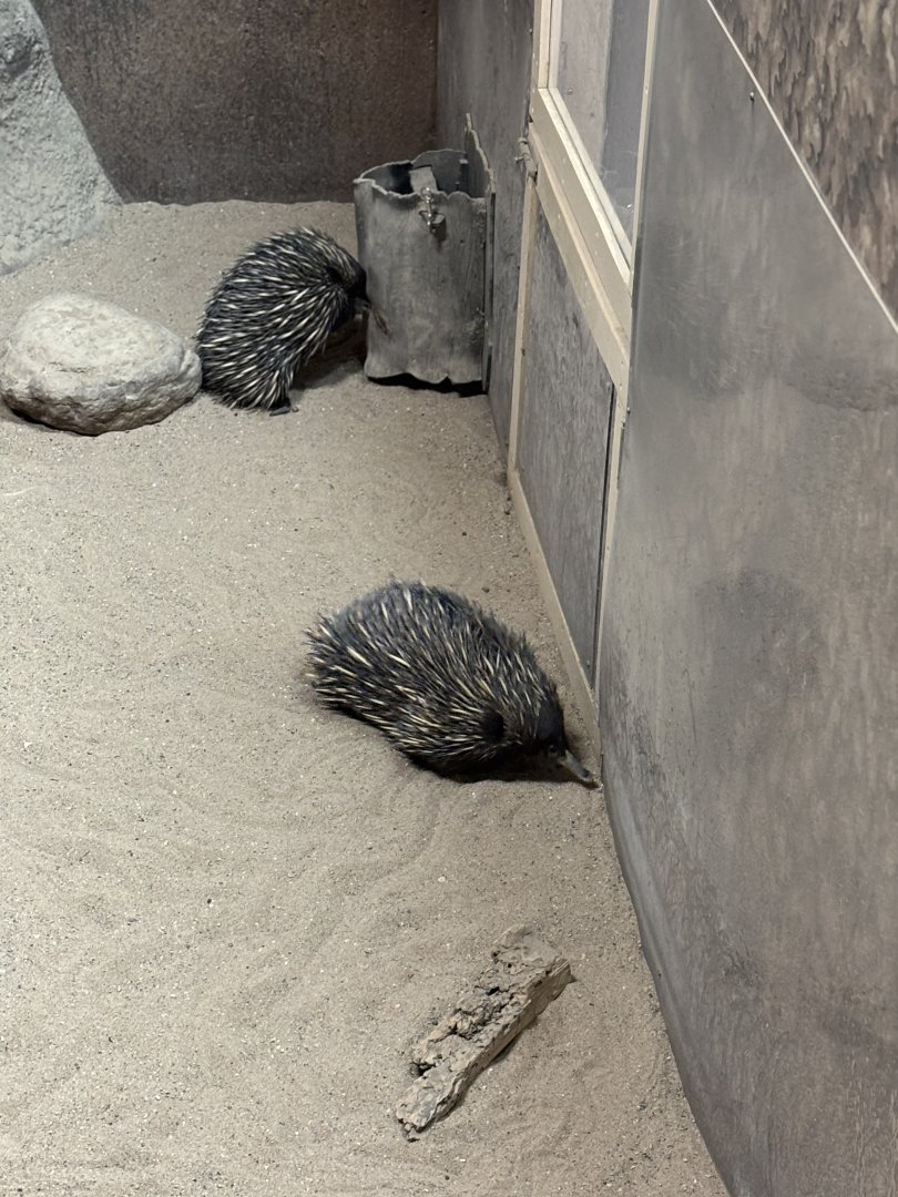 Short Beaked Echidna