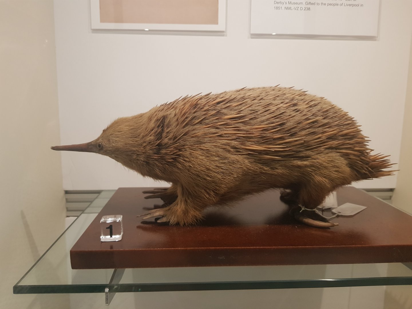 Short-beaked Echidna