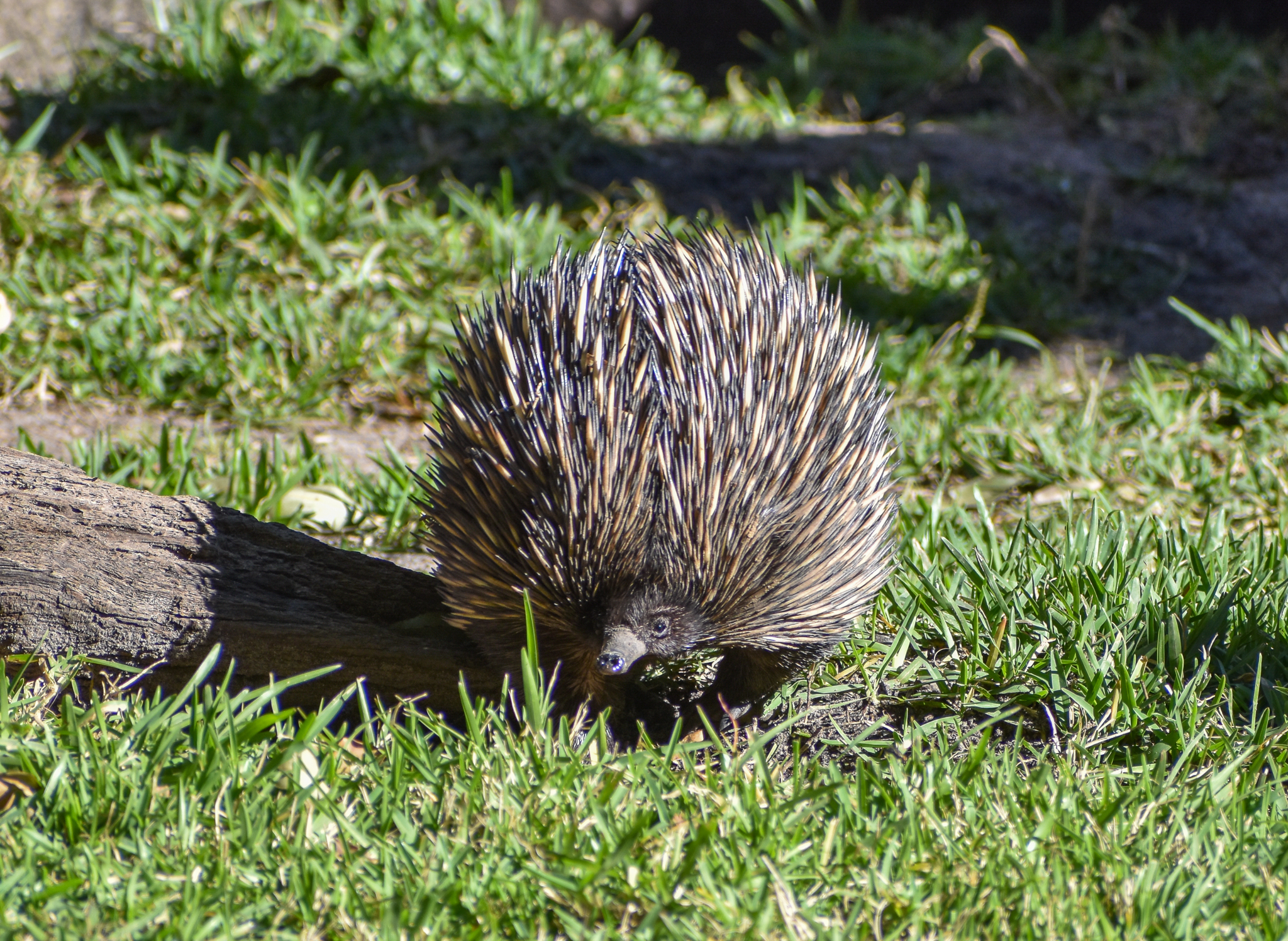 Short-beaked Echidna