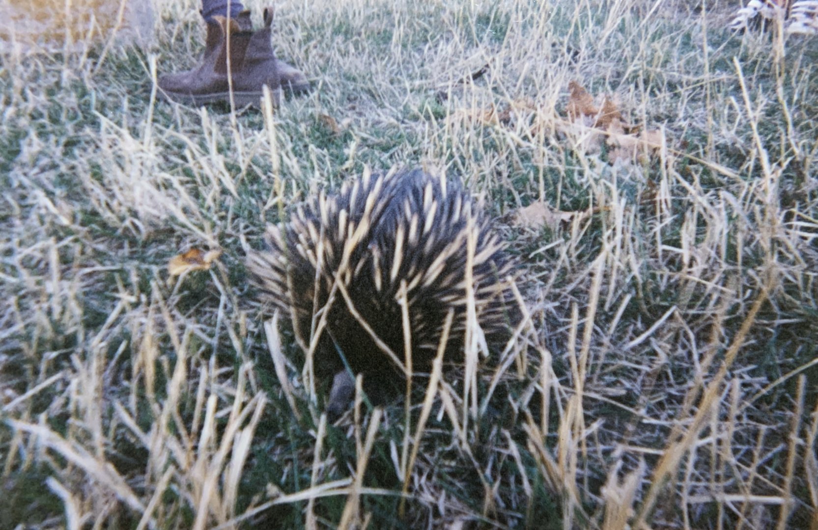 Short-beaked Echidna