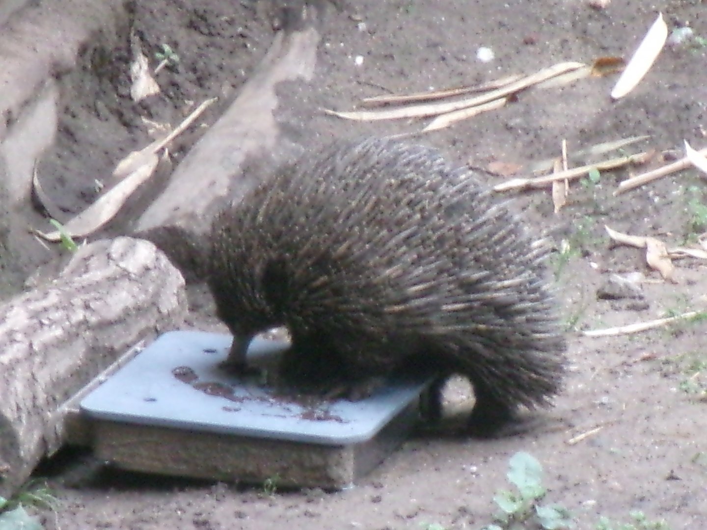 Short-beaked echidna