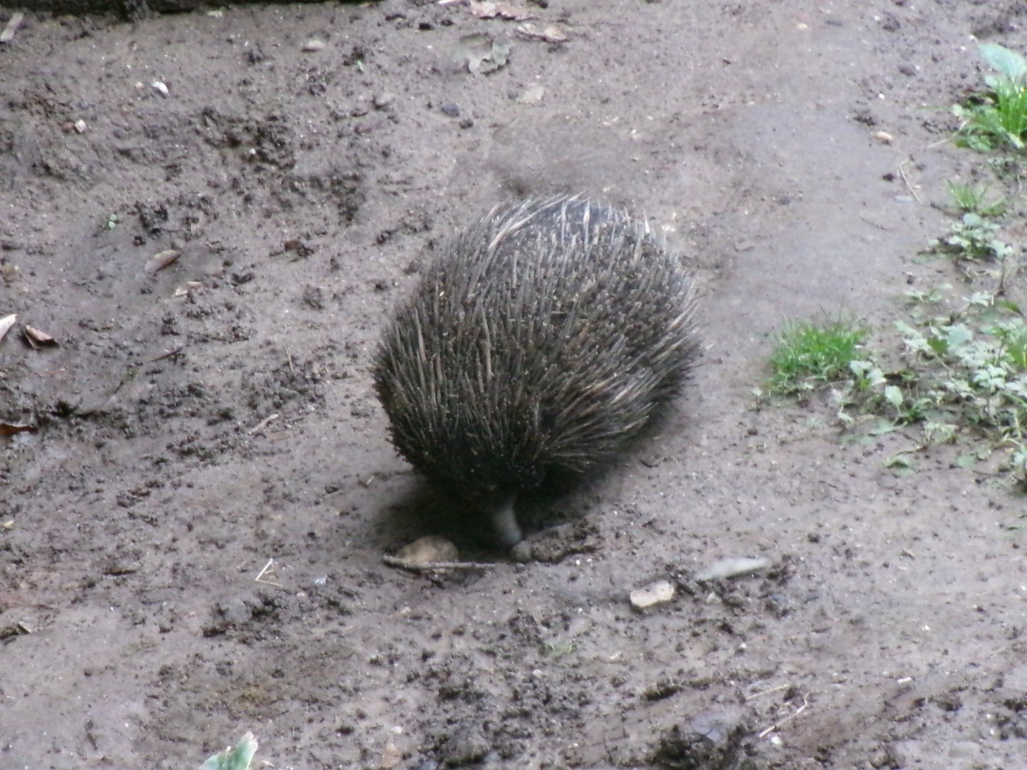 Short-beaked echidna