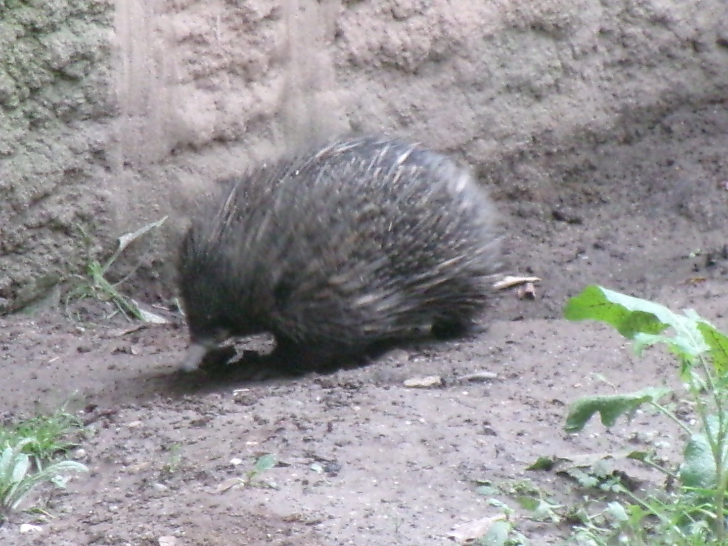 Short-beaked echidna