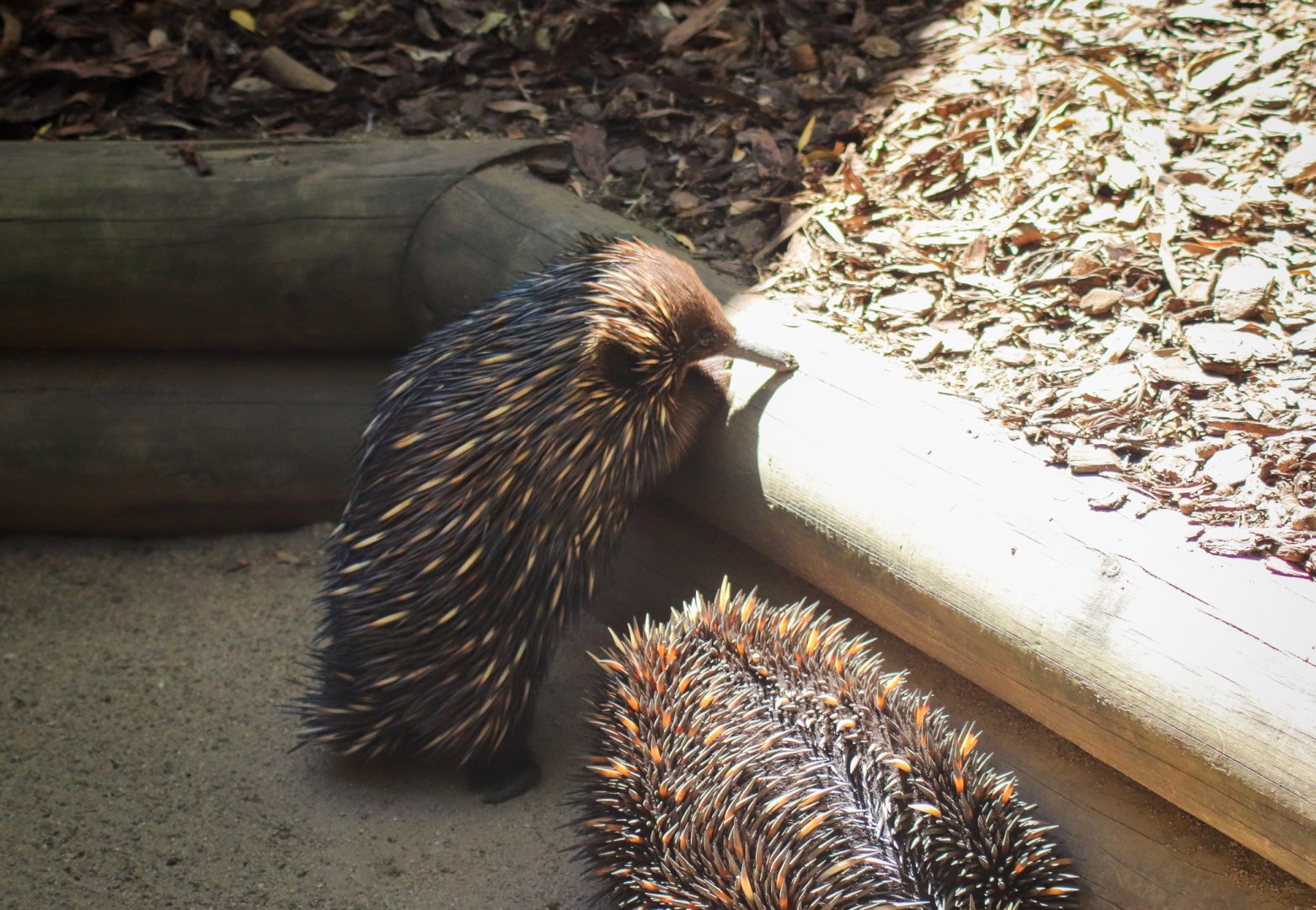 Short-beaked Echidnas (Tachyglossus aculeatus)