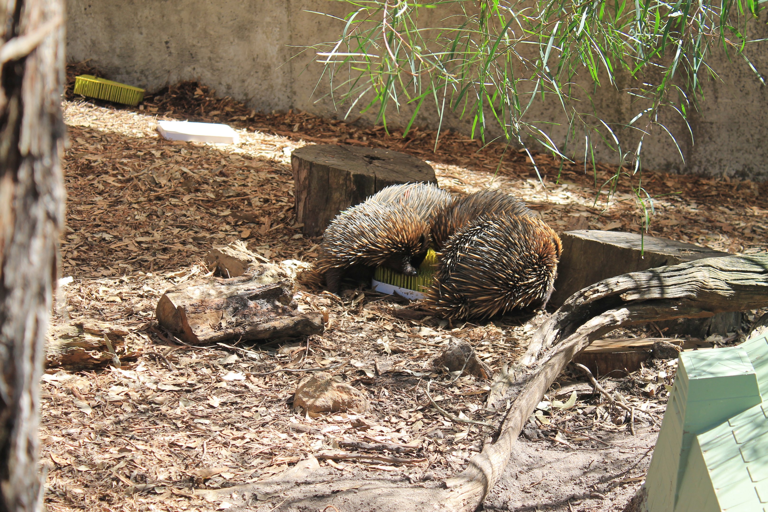 Short-beaked Echidnas