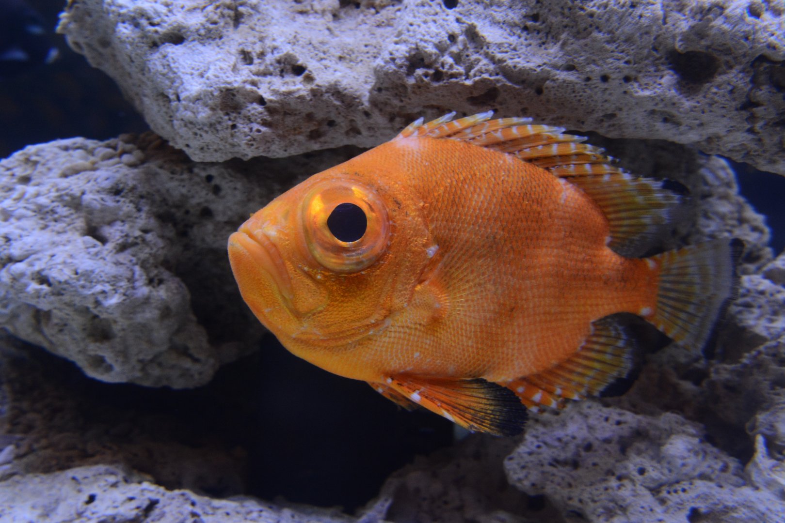Short bigeye (Pristigenys alta)