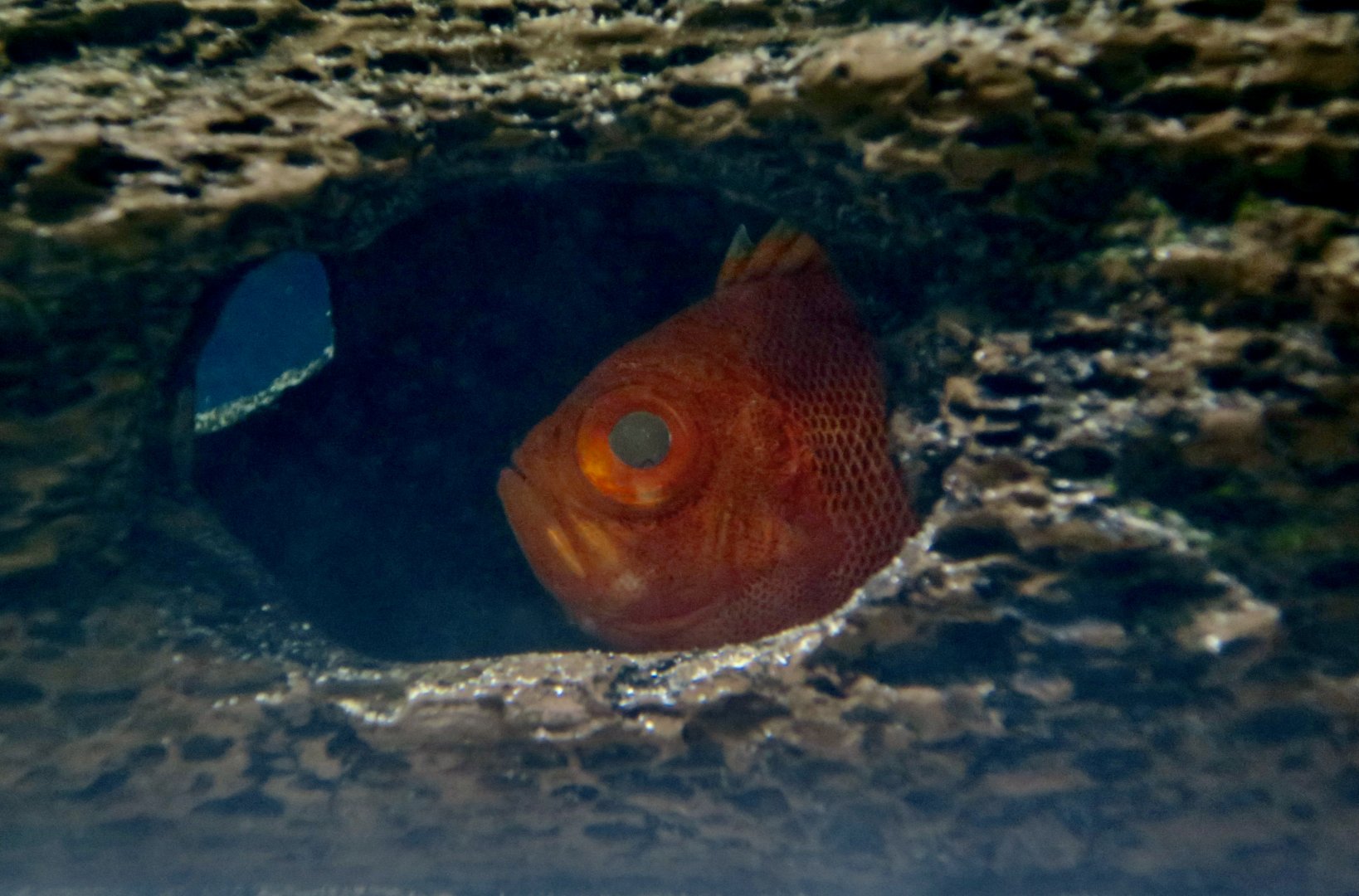 Short Bigeye (Pristigenys alta)