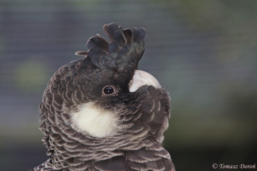 Short-billed Black-cockatoo - adult female