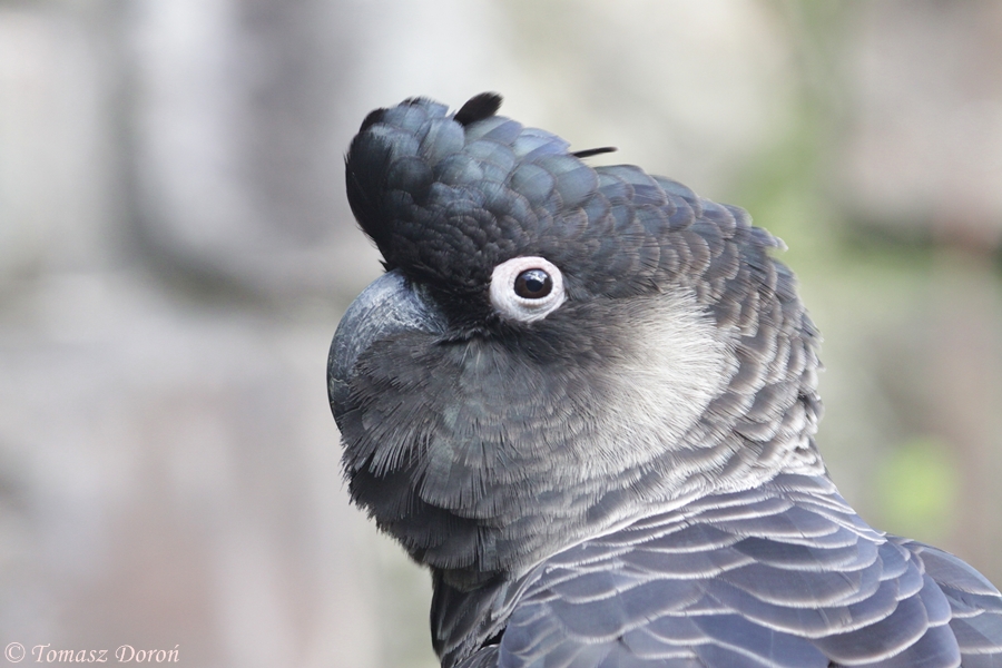 Short-billed Black-cockatoo - adult male
