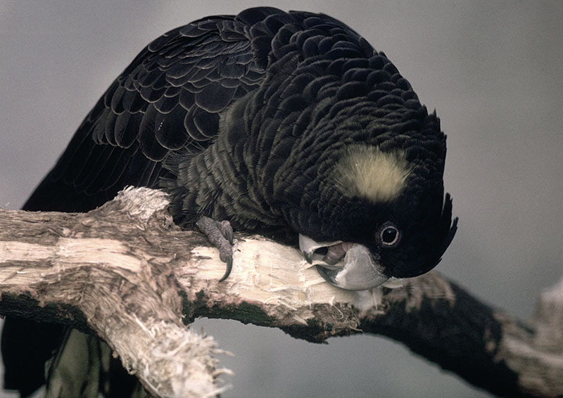 Short-billed black cockatoo ca.1980