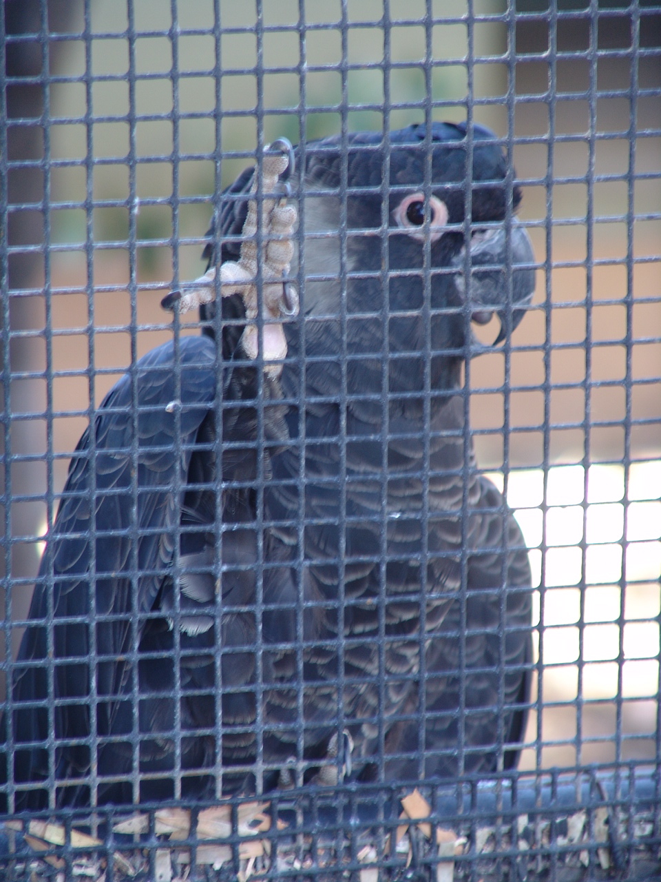 Short-Billed Black Cockatoo (Calyptorhynchus latirostris)