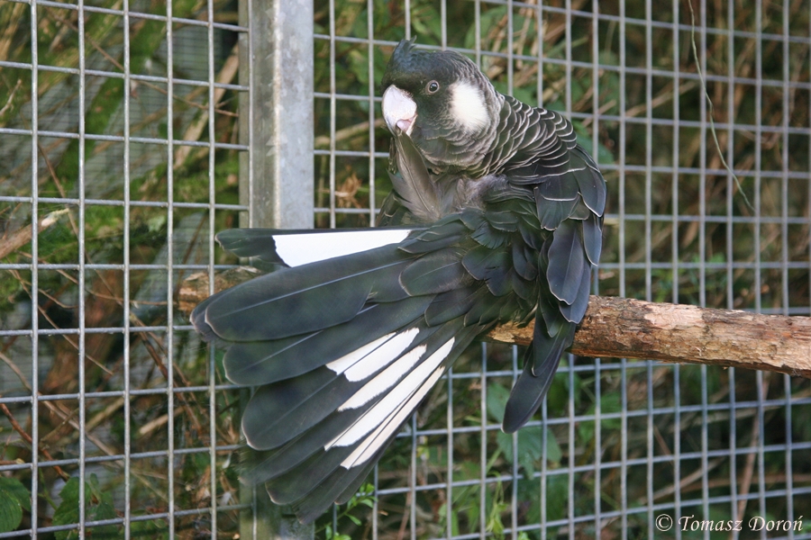 Short-billed Black-cockatoo (Calyptorhynchus latirostris)