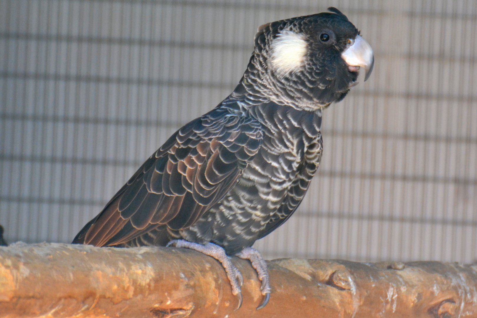 Short-billed black-cockatoo, Zanda latirostris (2019)